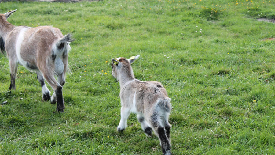 Bild Jegum Familien-Freizit-Plat © HD-Graphy.de